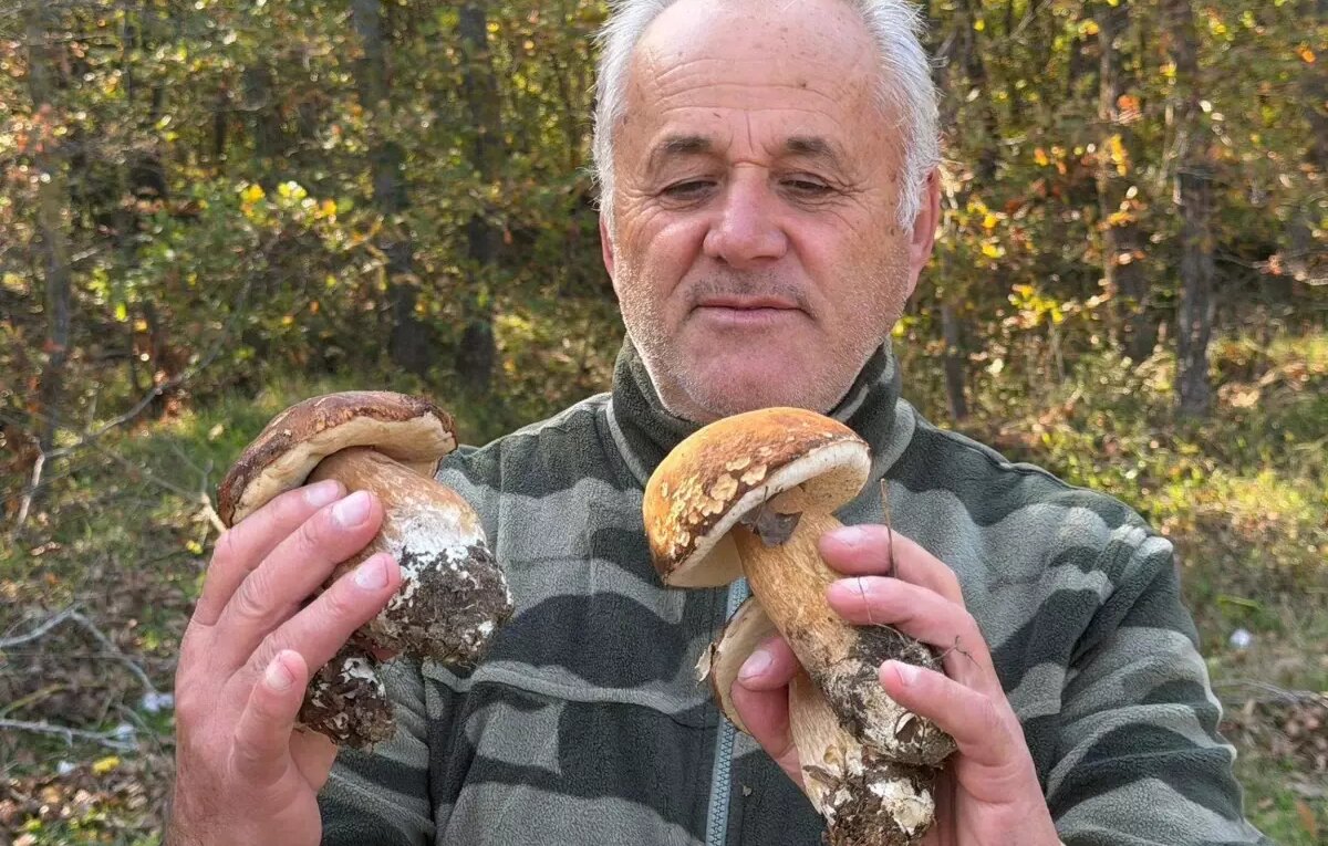 istranca ormanlarinda mantar populasyonu kuraklik nedeniyle dusuyor 679kjiy8.jpg